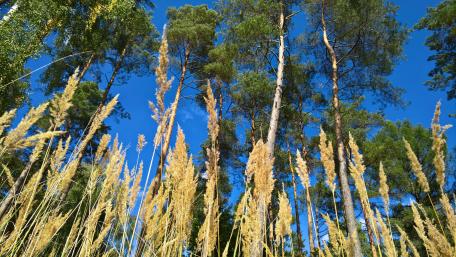 Golden Grasses Under Tall Pines in Bright Blue Sky wallpaper