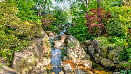 Tranquil Creek in Verdant Forest wallpaper
