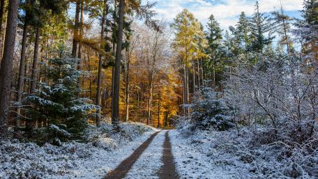 Winter Wonderland Pathway in the Forest wallpaper
