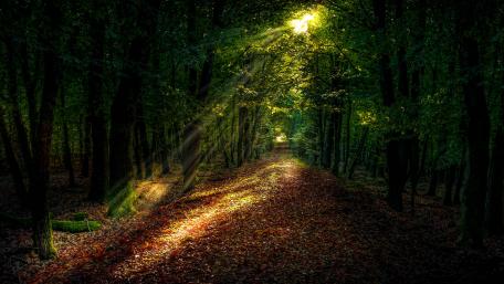 Sunrays in the forest path wallpaper