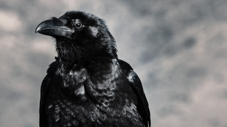 Crow wallpaper