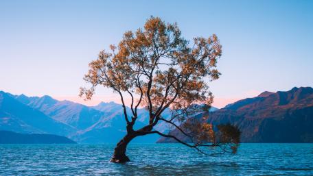 Lone tree of Lake Wanaka wallpaper