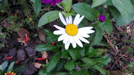 Daisy Delight in Nature's Garden wallpaper