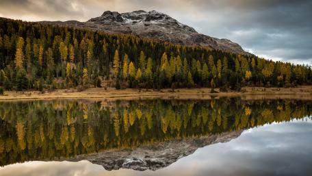The forest reflected in the lake wallpaper