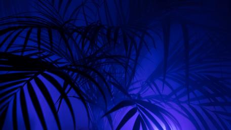 Palm leaves in the darkness wallpaper