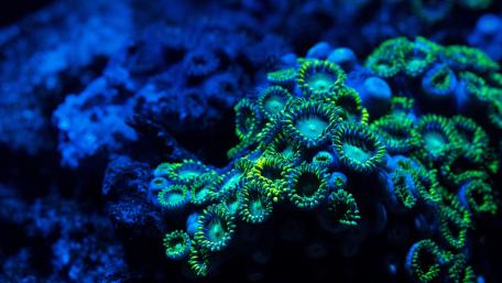 Coral reef wallpaper