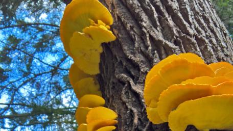Vibrant Yellow Fungi on Tree Trunk in Forest Scene wallpaper