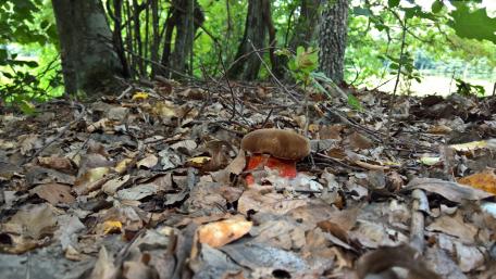 Mushroom Among Fallen Leaves in Nature Scene wallpaper