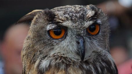 Owl wallpaper
