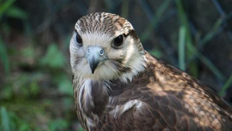 Bird of prey wallpaper