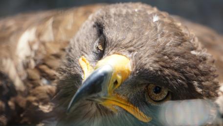 Majestic Bird of Prey Wallpaper wallpaper