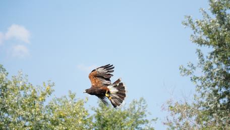 Majestic Bird of Prey in Flight wallpaper