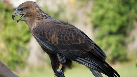 Majestic Bird of Prey in Detail wallpaper