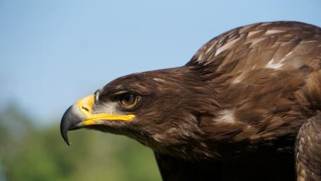 Majestic Eagle in Stunning Detail wallpaper