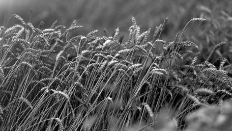 Monochrome photo wallpaper