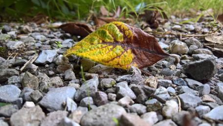 Vibrant Leaf on Gravel Grounding Nature's Beauty wallpaper