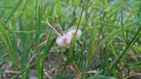 Delicate Beauty of Nature’s Tiny Wonders wallpaper