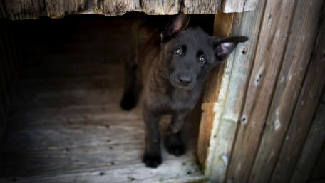Black puppy wallpaper