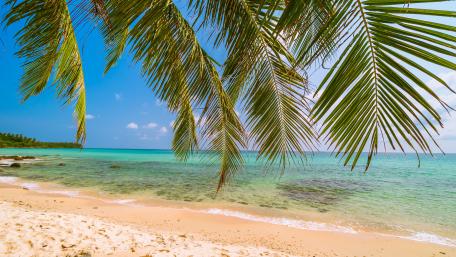 Sea and palm leaves wallpaper
