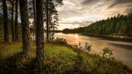 Riverside forest wallpaper