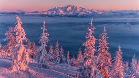 Pink winter landscape wallpaper