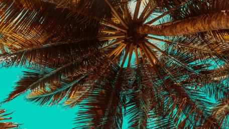 Palm tree from below wallpaper