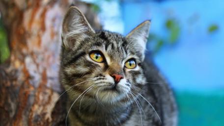 Gazing cat wallpaper