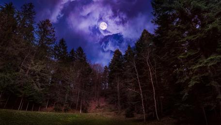Mysterious forest in the full moon wallpaper