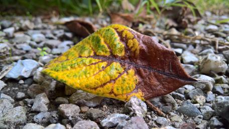 Colorful Leaf on Gravel Ground in Nature Scene wallpaper