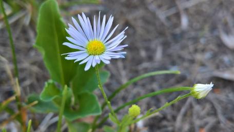 Delicate Daisy Blooms in Nature's Embrace wallpaper