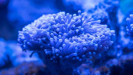 Blue sea anemone wallpaper