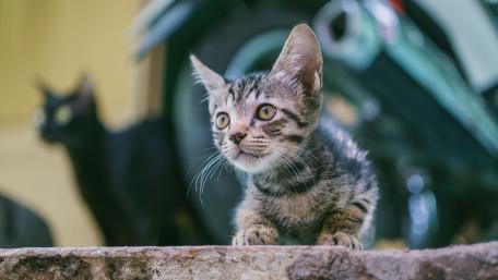 Adorable kitten wallpaper