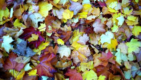 Fallen leaves wallpaper