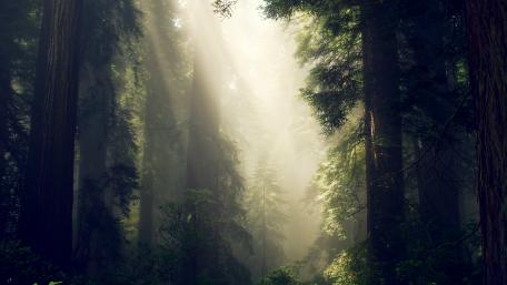 Misty Woodland Serenity Wallpaper wallpaper