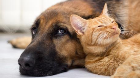 Cat rest in dog wallpaper