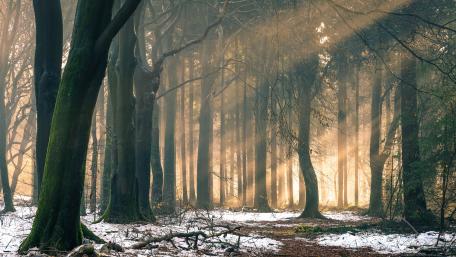 Winter forest sunlight wallpaper