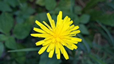 Bright Yellow Flower in Full Bloom 4K Wallpaper wallpaper