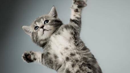 Playful Tabby Kitten in Mid-Jump wallpaper
