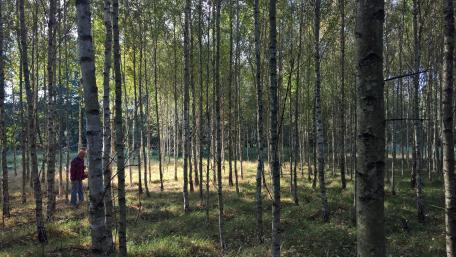 Mushrooming in the birch forest wallpaper