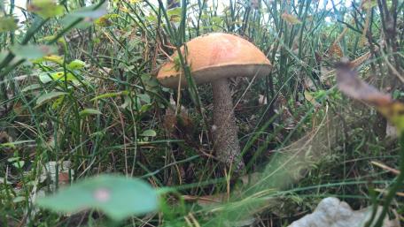 Mushroom wallpaper