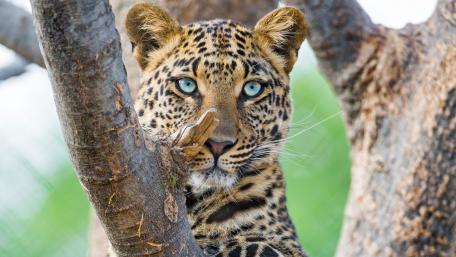 Majestic Leopard in the Wild wallpaper