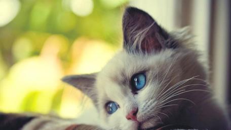 Blue-Eyed Feline Serenity wallpaper