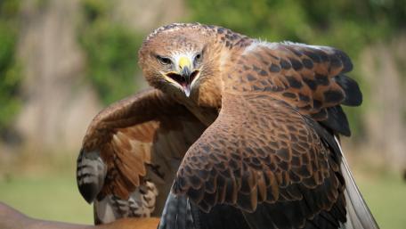 Majestic Bird of Prey in Stunning Detail wallpaper
