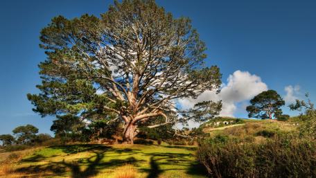 Old tree wallpaper