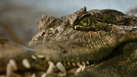 Close up crocodile wallpaper