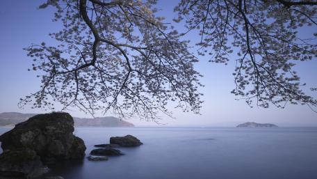 Blooming tree above the lake wallpaper
