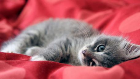 Kitten dream wallpaper