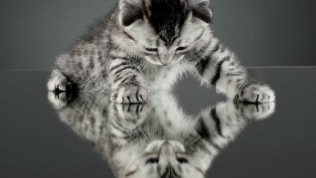 Kitten and a mirror wallpaper