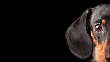 Dachshund wallpaper