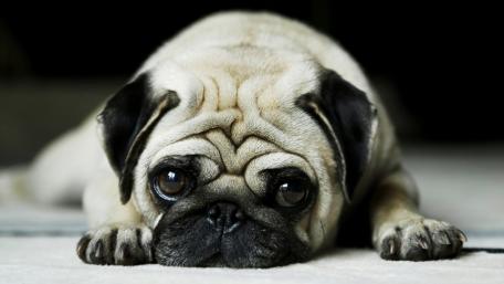 Pug wallpaper